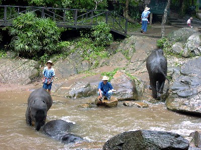 Elephants bathing