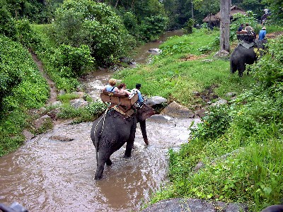 Elephant rides