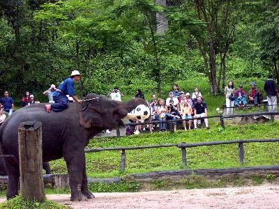 Elephant show